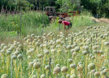Julien Denormandie : « Opposer agriculture et environnement, c’est un non sens »