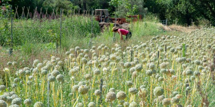 Julien Denormandie : « Opposer agriculture et environnement, c’est un non sens »