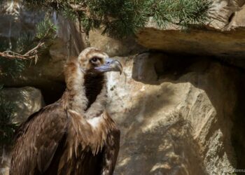 Les oiseaux en danger critique en Provence