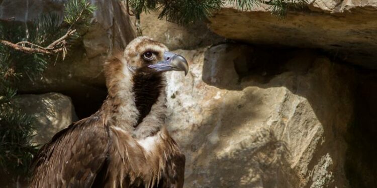 Les oiseaux en danger critique en Provence