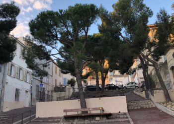 Biodiversité : EcoTeka, la surveillance en direct des arbres en ville