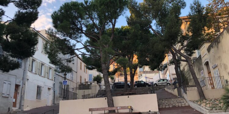 Biodiversité : EcoTeka, la surveillance en direct des arbres en ville