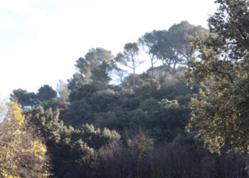 [Industrie] Florent Bigo (Filière Bois Sud) : « La forêt régionale est en croissance »