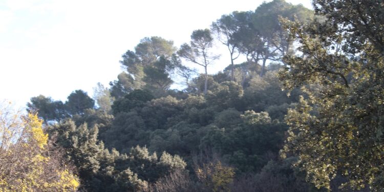 [Industrie] Florent Bigo (Filière Bois Sud) : « La forêt régionale est en croissance »