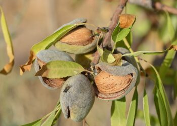 La Compagnie des amandes (Aix) va créer une casserie à Signes (83)