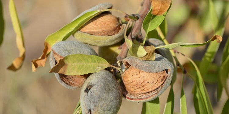 La Compagnie des amandes (Aix) va créer une casserie à Signes (83)