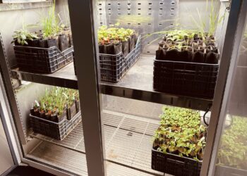 Biointrant utilise des bactéries pour booster la croissance des plantes (Crédit DR)