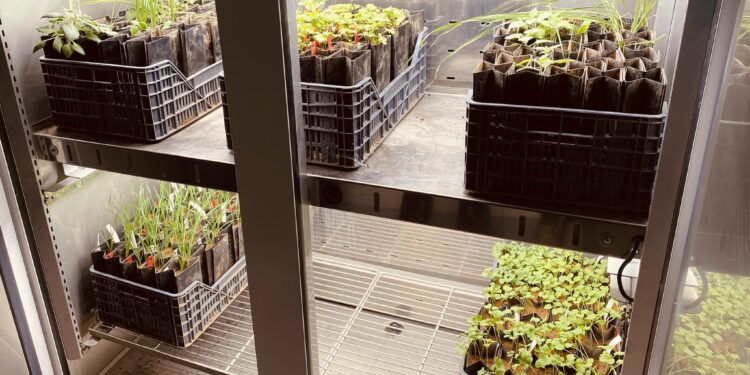 Biointrant utilise des bactéries pour booster la croissance des plantes (Crédit DR)