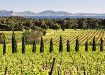 Le Château Sainte-Marguerite, le célèbre domaine de vins rosés du Var, passe dans le giron de Pernod-Ricard (Crédit DR)