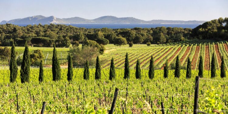 Le Château Sainte-Marguerite, le célèbre domaine de vins rosés du Var, passe dans le giron de Pernod-Ricard (Crédit DR)