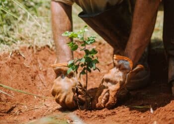 Ecosia au Brésil : gros plan sur une plantation.