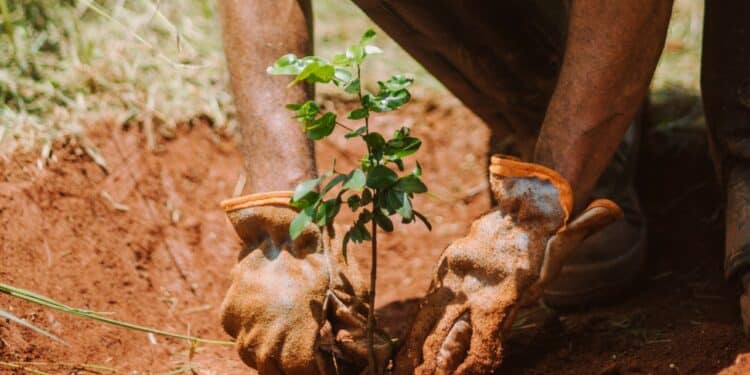 Ecosia au Brésil : gros plan sur une plantation.