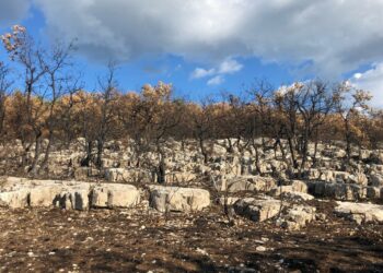 Un bois brûlé cet été en Ardèche (Crédit Gomet'/JFE)