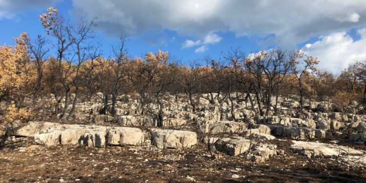 Un bois brûlé cet été en Ardèche (Crédit Gomet'/JFE)