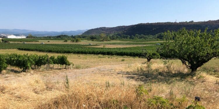 Sècheresse (Crédit DR)