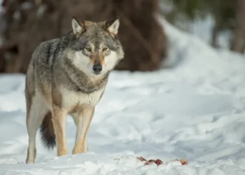 Le maire de Cornillon-Confoux sonne l’alerte face à la menace du loup