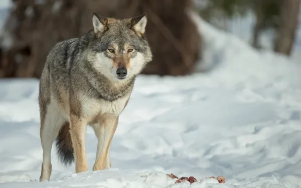 Le maire de Cornillon-Confoux sonne l’alerte face à la menace du loup
