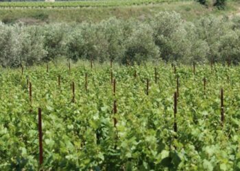 Stéphanie Flauto Draaf