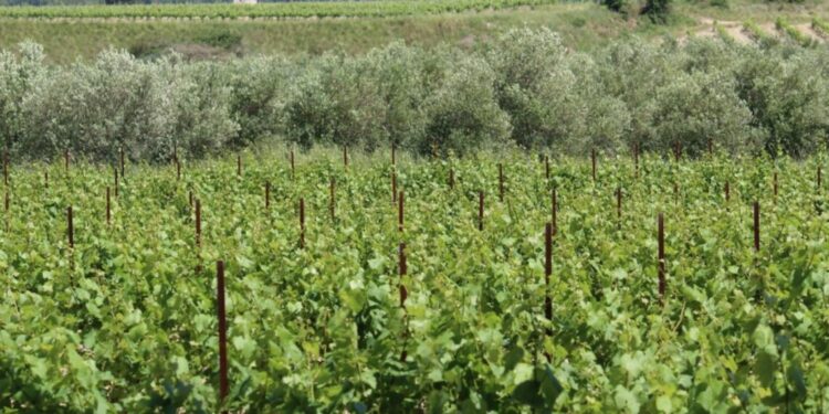 Stéphanie Flauto Draaf