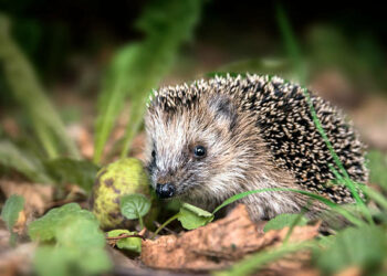 L’animal pourrait tout simplement disparaître dès 2025 (crédit : libre de droit)
