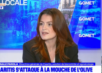 cearitis solena canale parola