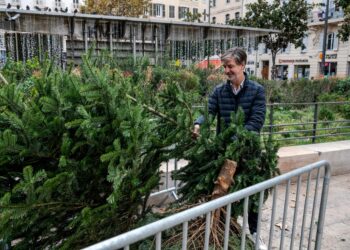 La Métropole donne, chaque année, une nouvelle vie aux sapins en les acheminant vers des plateformes de compostage pour, à terme, nourrir les sols (crédit : AMP Métropole)