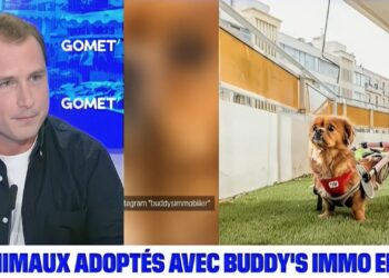 gallo buddy's immobilier