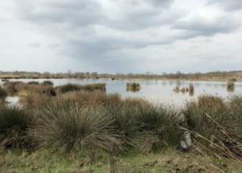 La Camargue, haut lieu de la zone humide à protéger (Crédit Gomet'/JFE)