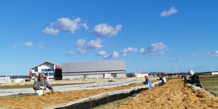 Bilan 2022 des IDE : La Tunisie devient le 2e investisseur en région Sud