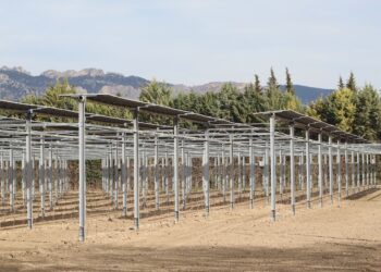 Carpentras : l’unité agrivoltaïque produira des cerises et de l’électricité pour 30 lycées