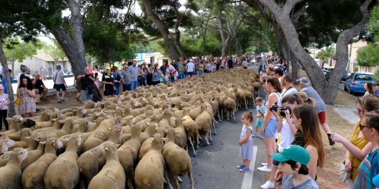 Les moutons de la plaine de La Crau dans les rues de Fos-sur-Mer (Crédit Ville de Fos)