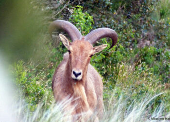 Une petite population de mouflons à manchettes retrouvée sur le Grand site Concors Sainte-Victoire