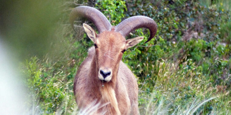 Une petite population de mouflons à manchettes retrouvée sur le Grand site Concors Sainte-Victoire