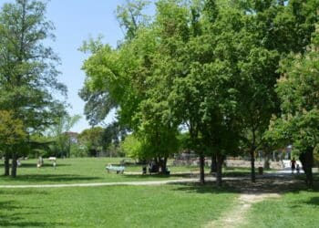 Arbres Aix-en-Provence