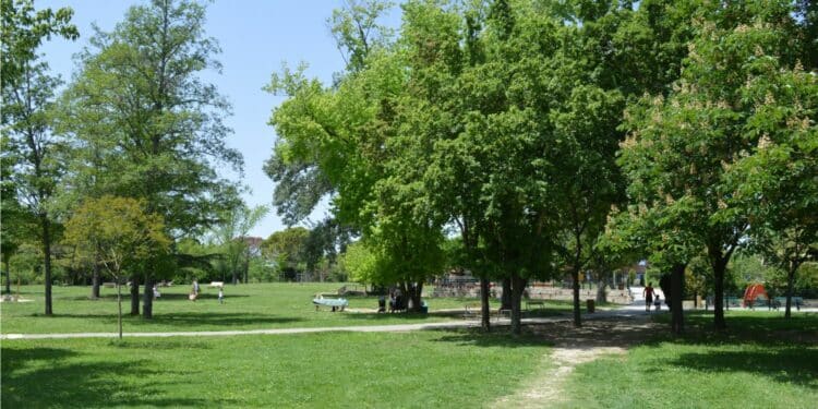 Arbres Aix-en-Provence