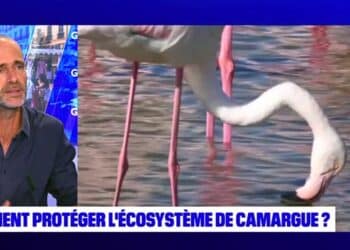 Raphaël Billé, directeur du programme de la Tour du Valat, était l'invité de la semaine de l'émission Planète locale du 10 juillet sur BFM Marseille Provence (crédit :BFM Marseille Provence)