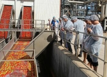 La Chambre d’agriculture veut relancer une filière tomate dans le Sud « innovante et durable »