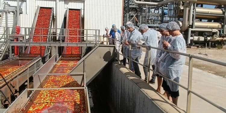 La Chambre d’agriculture veut relancer une filière tomate dans le Sud « innovante et durable »