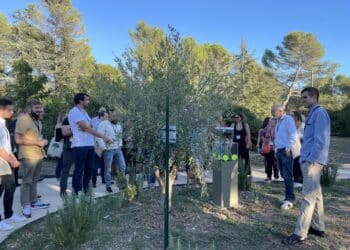 Dans le verger de Cearitis (Crédit Gomet' / Juliette Matilla)