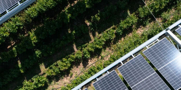 Le spécialiste de l’agrivoltaïsme Ombrea (Aix) racheté par TotalEnergies