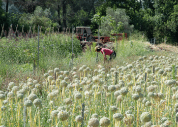 Dans les champs d'Agrosemens à Rousset (Crédit JYD/Gomet')