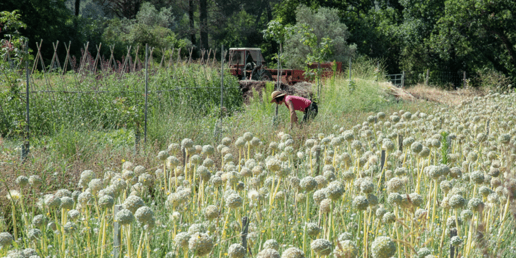 Dans les champs d'Agrosemens à Rousset (Crédit JYD/Gomet')