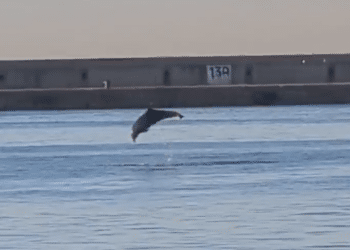 Des dauphins à Mourepiane ! Capture d'écran Med Europe Terminal Linkedin.