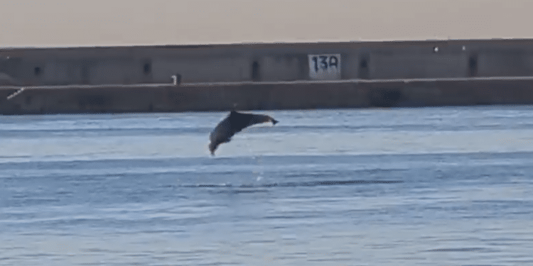 Des dauphins à Mourepiane ! Capture d'écran Med Europe Terminal Linkedin.