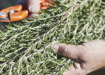 Crédit photo : Les aromates de Provence