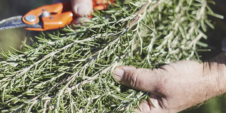 Crédit photo : Les aromates de Provence