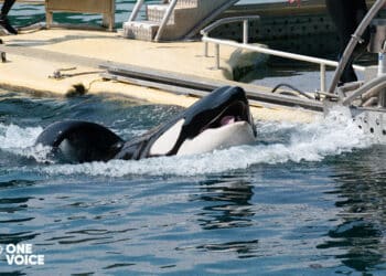 Une orque meurt à nouveau à Marineland, One Voice porte plainte