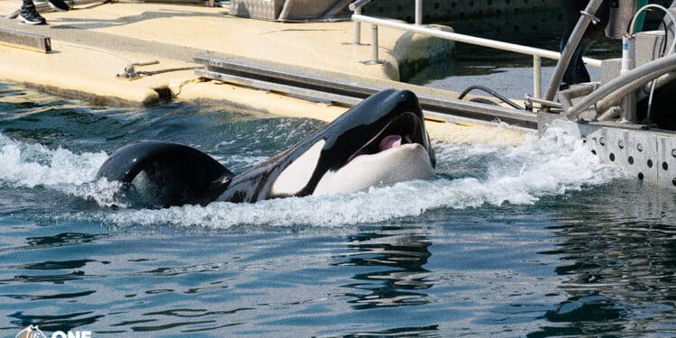 Une orque meurt à nouveau à Marineland, One Voice porte plainte