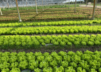 Le Critt Agro (Avignon) ouvre quatre programmes européens aux PME agri-agro