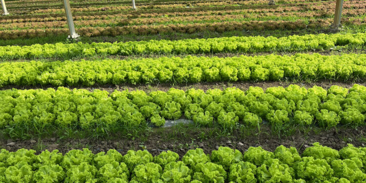 Le Critt Agro (Avignon) ouvre quatre programmes européens aux PME agri-agro